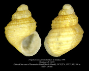 Frigidoalvania flavida Golikov et Sirenko, 1998. Holotype