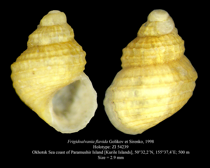 Frigidoalvania flavida Golikov et Sirenko, 1998. Holotype Frigidoalvania flavida Golikov et Sirenko, 1998. Holotype