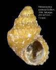 Mohrensternia coronata Golikov, 1986. Holotype