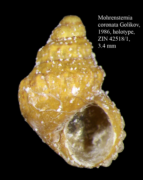 Mohrensternia coronata Golikov, 1986. Holotype Mohrensternia coronata Golikov, 1986. Holotype