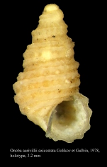 Onoba aurivillii axicostata Golikov et Gulbin, 1978. Holotype