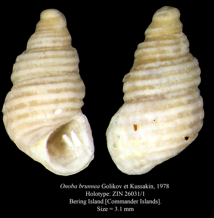 Onoba brunnea Golikov et Kussakin, 1978. Holotype Onoba brunnea Golikov et Kussakin, 1978. Holotype