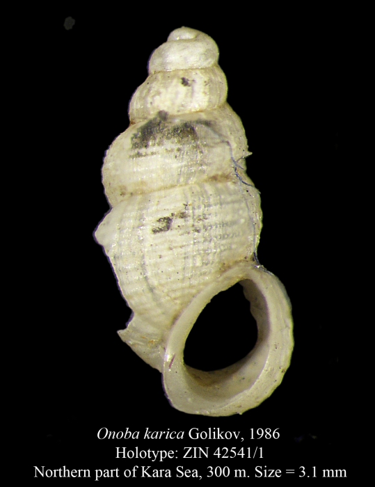 Onoba karica Golikov, 1986. Holotype Onoba karica Golikov, 1986. Holotype