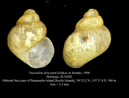 Punctulum delicatum Golikov et Sirenko, 1998. Holotype