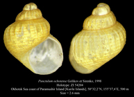 Punctulum ochotense Golikov et Sirenko, 1998. Holotype