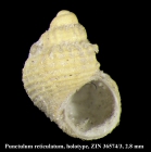 Punctulum reticulatum Golikov, 1986. Holotype 