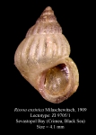 Rissoa euxinica Milaschewitsch, 1909. Lectotype
