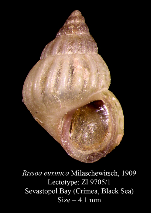 Rissoa euxinica Milaschewitsch, 1909. Lectotype Rissoa euxinica Milaschewitsch, 1909. Lectotype