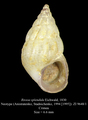 Mollusca (molluscs)