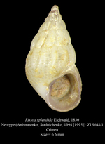 Rissoa splendida Eichwald, 1830. Neotype