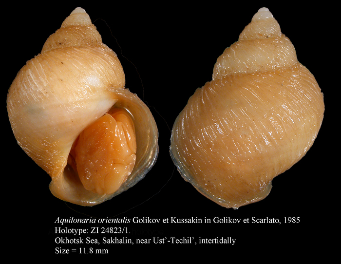 Aquilonaria orientalis Golikov et Kussakin in Golikov et Scarlato, 1985. Holotype Aquilonaria orientalis Golikov et Kussakin in Golikov et Scarlato, 1985. Holotype