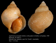 Aquilonaria orientalis Golikov et Kussakin in Golikov et Scarlato, 1985. Holotype