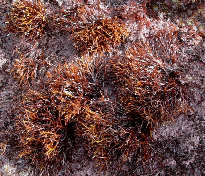 Chondrus crispus f. filiformis Chondrus crispus f. filiformis