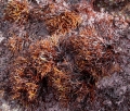 Rhodophyta (red algae)