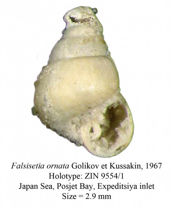 Falsisetia ornata Golikov et Kussakin, 1967. Holotype