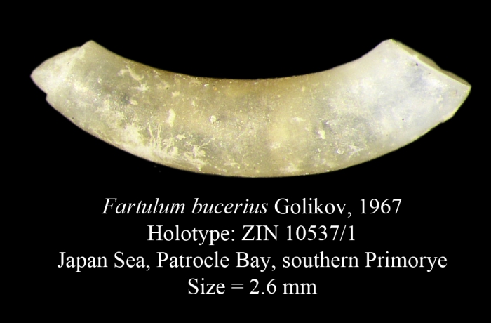 Fartulum bucerius Golikov, 1967, Holotype