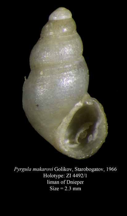 Pyrgula makarovi Golikov, Starobogatov, 1966. Holotype Pyrgula makarovi Golikov, Starobogatov, 1966. Holotype