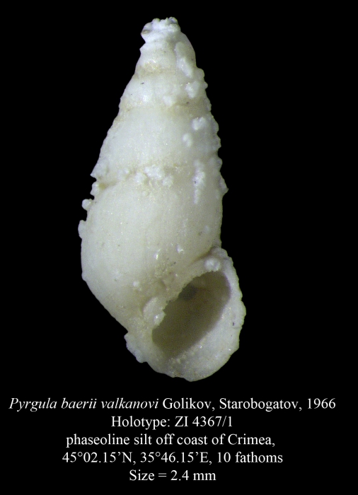 Pyrgula baerii valkanovi Golikov, Starobogatov, 1966. Holotype