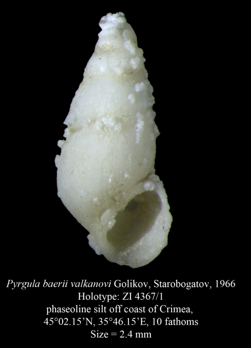 Pyrgula baerii valkanovi Golikov, Starobogatov, 1966. Holotype Pyrgula baerii valkanovi Golikov, Starobogatov, 1966. Holotype
