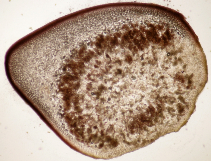 Chondrus crispus f. filiformis Chondrus crispus f. filiformis