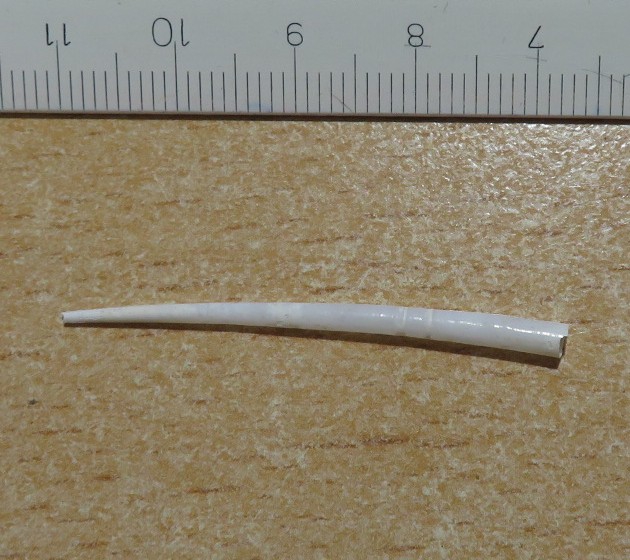 Rhabdus rectius Rhabdus rectius
