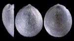 Veleropilina reticulata (Seguenza, 1876)