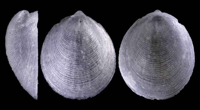 Veleropilina reticulata (Seguenza, 1876)