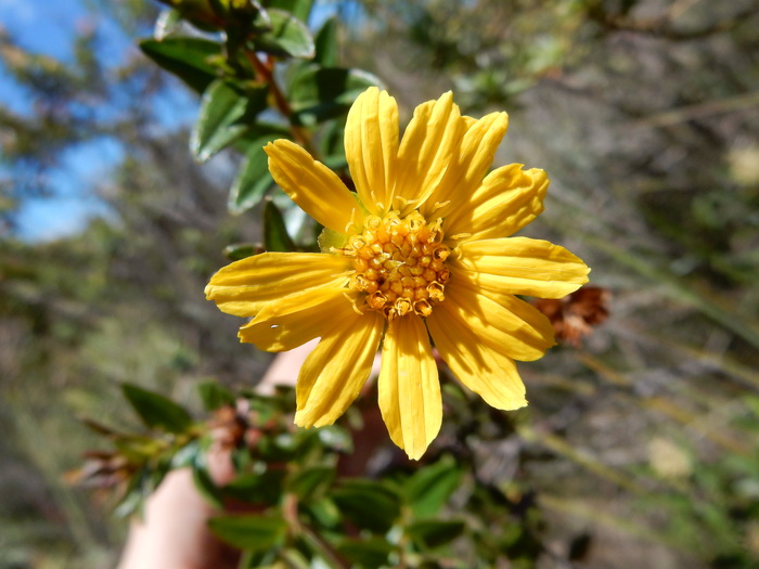 Calea myrtifolia Calea myrtifolia
