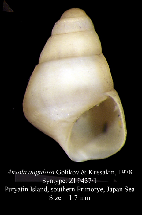 Ansola angulosa Golikov & Kussakin, 1978 Ansola angulosa Golikov & Kussakin, 1978
