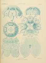 Linerges mercurius plate from Haeckel (1880)