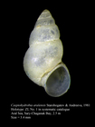 Caspiohydrobia aralensis Starobogatov & Andreeva, 1981