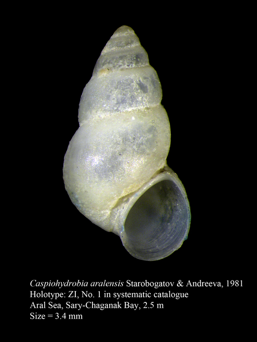 Caspiohydrobia aralensis Starobogatov & Andreeva, 1981 Caspiohydrobia aralensis Starobogatov & Andreeva, 1981