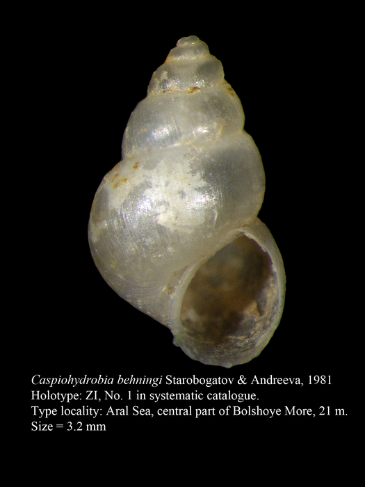 Caspiohydrobia behningi Starobogatov & Andreeva, 1981 Caspiohydrobia behningi Starobogatov & Andreeva, 1981