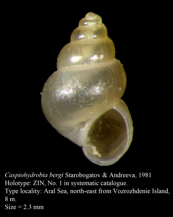 Caspiohydrobia bergi Starobogatov & Andreeva, 1981 Caspiohydrobia bergi Starobogatov & Andreeva, 1981