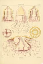 Periphylla hyacinthina from Haeckel (1880)
