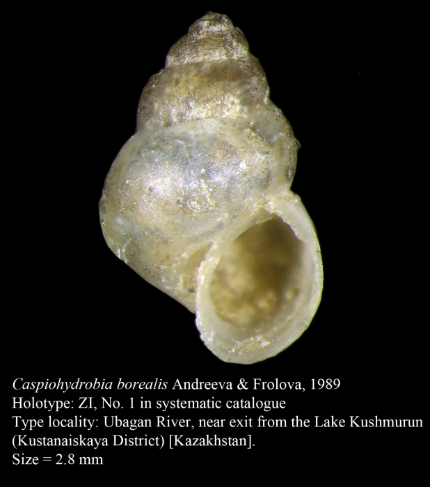 Caspiohydrobia borealis Andreeva & Frolova, 1989 Caspiohydrobia borealis Andreeva & Frolova, 1989