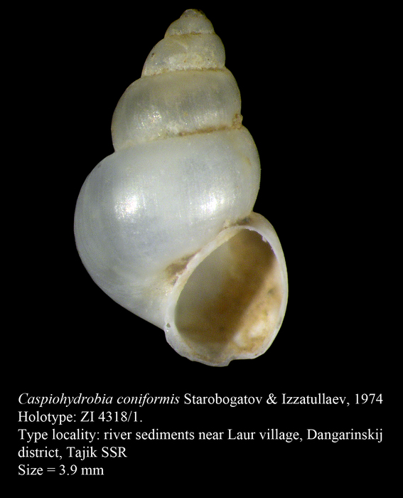Caspiohydrobia coniformis Starobogatov & Izzatullaev, 1974 Caspiohydrobia coniformis Starobogatov & Izzatullaev, 1974