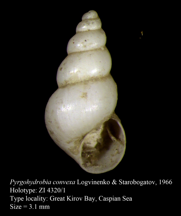 Pyrgohydrobia convexa Logvinenko & Starobogatov, 1966 Pyrgohydrobia convexa Logvinenko & Starobogatov, 1966