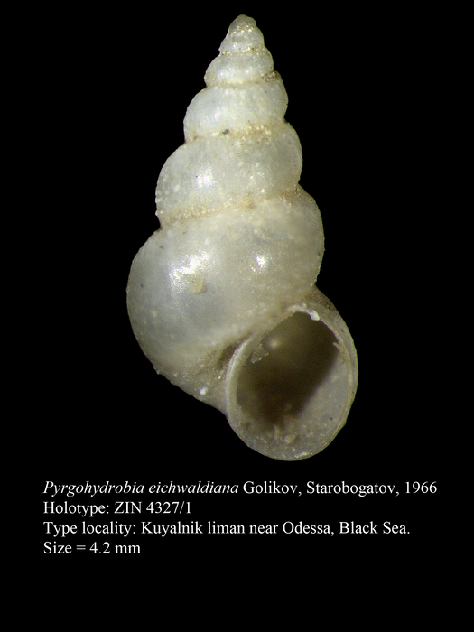 Pyrgohydrobia eichwaldiana Golikov, Starobogatov, 1966, Holotype Pyrgohydrobia eichwaldiana Golikov, Starobogatov, 1966, Holotype