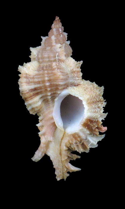 Chicomurex turschi Chicomurex turschi