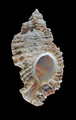 Mollusca (molluscs)