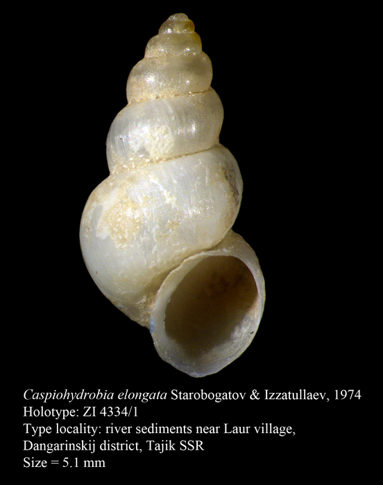 Caspiohydrobia elongata Starobogatov & Izzatullaev, 1974