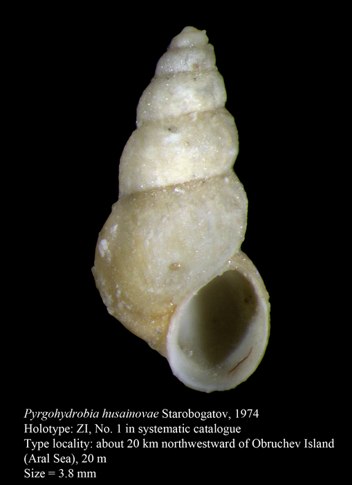 Pyrgohydrobia husainovae Starobogatov, 1974. Holotype