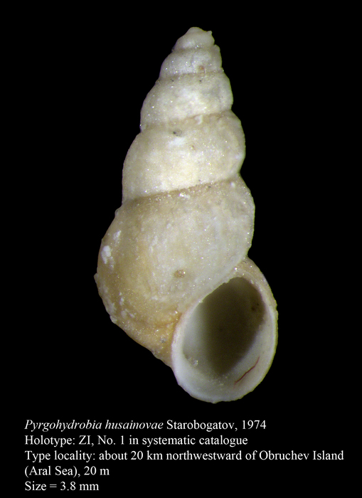 Pyrgohydrobia husainovae Starobogatov, 1974. Holotype Pyrgohydrobia husainovae Starobogatov, 1974. Holotype