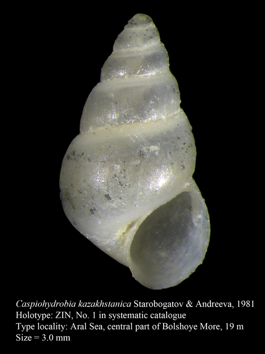 Caspiohydrobia kazakhstanica Starobogatov & Andreeva, 1981. Holotype Caspiohydrobia kazakhstanica Starobogatov & Andreeva, 1981. Holotype