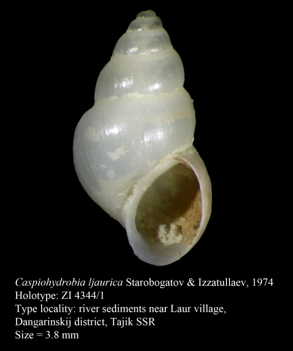 Caspiohydrobia ljaurica Starobogatov & Izzatullaev, 1974. Holotype Caspiohydrobia ljaurica Starobogatov & Izzatullaev, 1974. Holotype