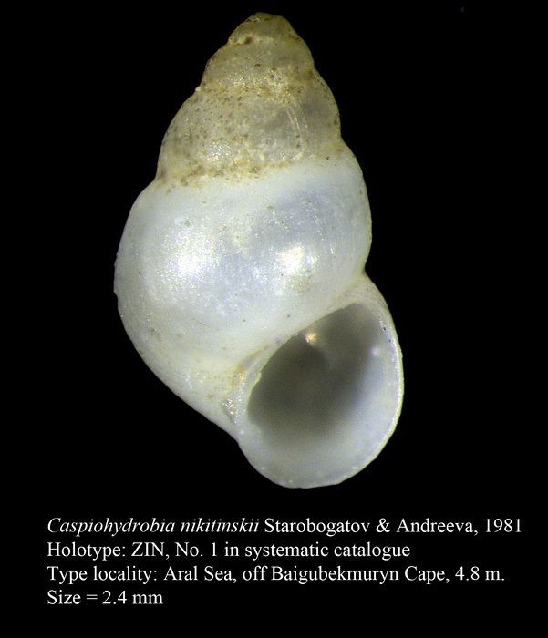 Caspiohydrobia nikitinskii Starobogatov & Andreeva, 1981. Holotype