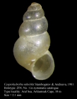Caspiohydrobia nikolskii Starobogatov & Andreeva, 1981. Holotype