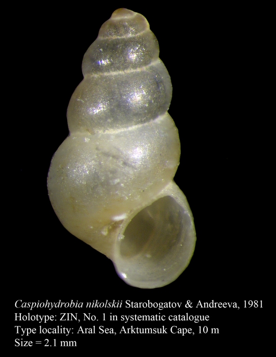 Caspiohydrobia nikolskii Starobogatov & Andreeva, 1981. Holotype Caspiohydrobia nikolskii Starobogatov & Andreeva, 1981. Holotype