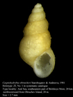 Caspiohydrobia obrutchevi Starobogatov & Andreeva, 1981. Holotype